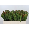 Leucadendron Laurel Yellow