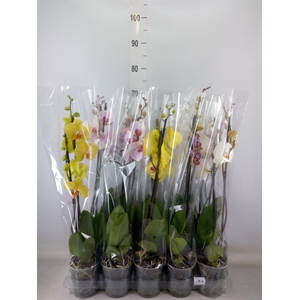 Phalaenopsis   ...mix  5