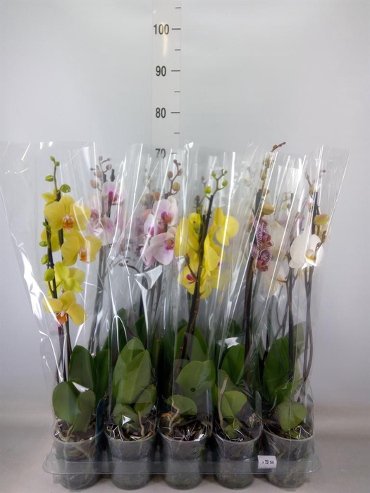 <h4>Phalaenopsis   ...mix  5</h4>