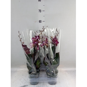 Phalaenopsis multi. 'Ant Cartagena'