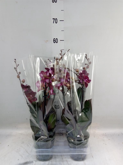 <h4>Phalaenopsis multi. 'Ant Cartagena'</h4>