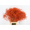 GYPS KLB DISCOVERY ORANGE
