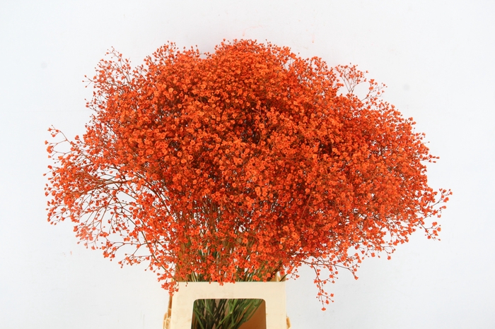 GYPS KLB DISCOVERY ORANGE
