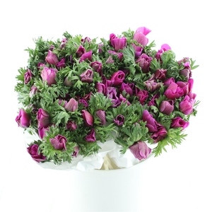 Anem Mistral Cerise Super