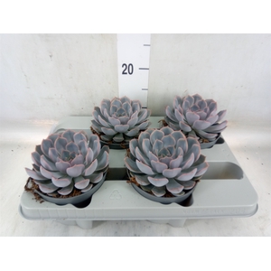 Echeveria  'Orion'