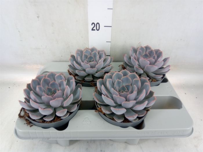 <h4>Echeveria  'Orion'</h4>