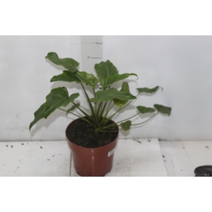 PHILODENDRON XANADU P17