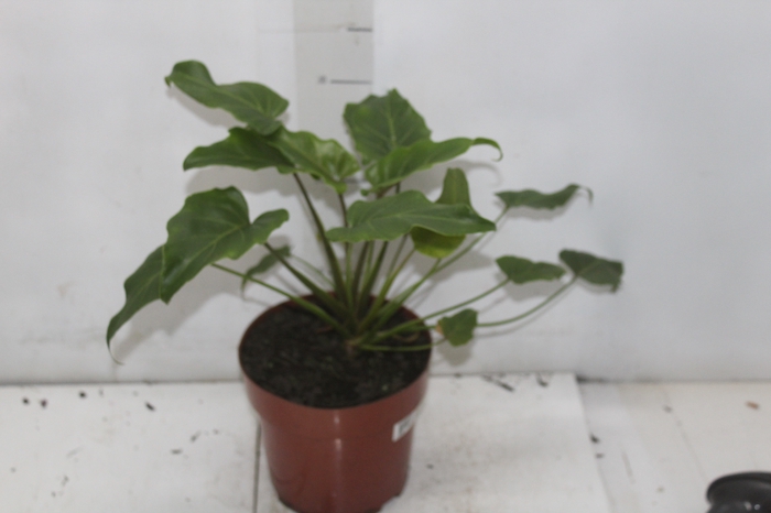 PHILODENDRON XANADU P17