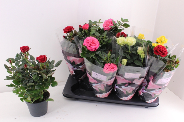 <h4>RO PATHIT GEM 4 SRT</h4>