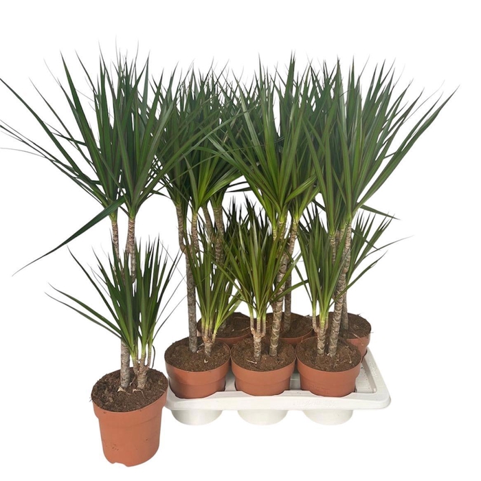 <h4>DRA MARGINATA</h4>