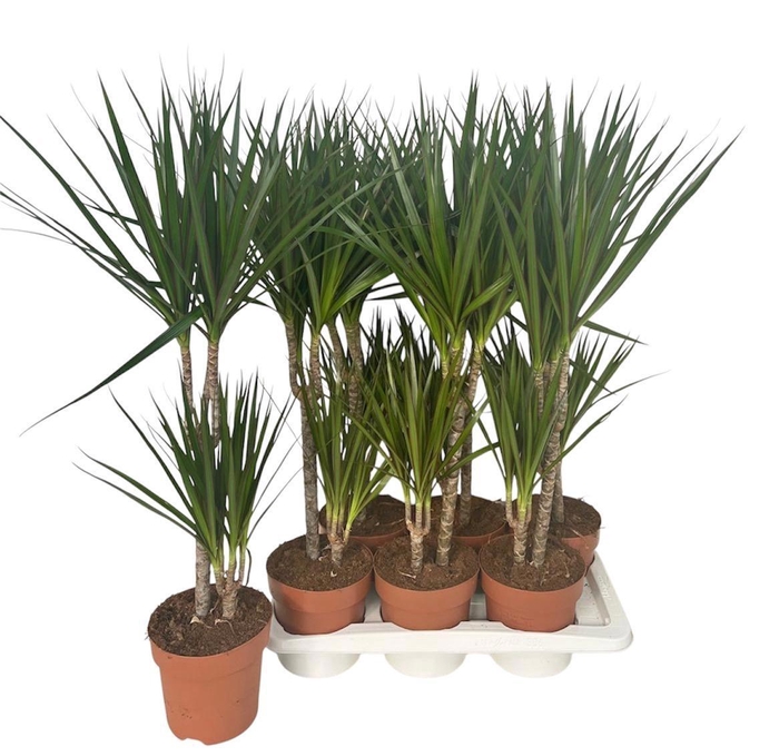 DRA MARGINATA
