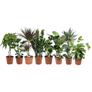 Ov Kamerplanten Gemengd