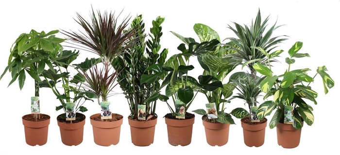 <h4>Ov Kamerplanten Gemengd</h4>