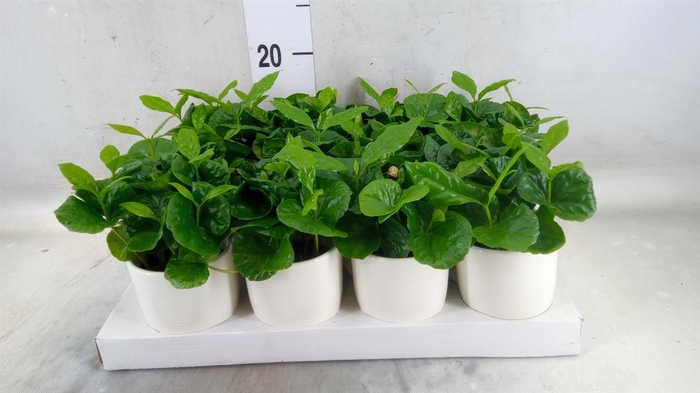 <h4>Coffea arabica</h4>