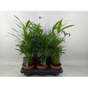 Chamaedorea cataractarum