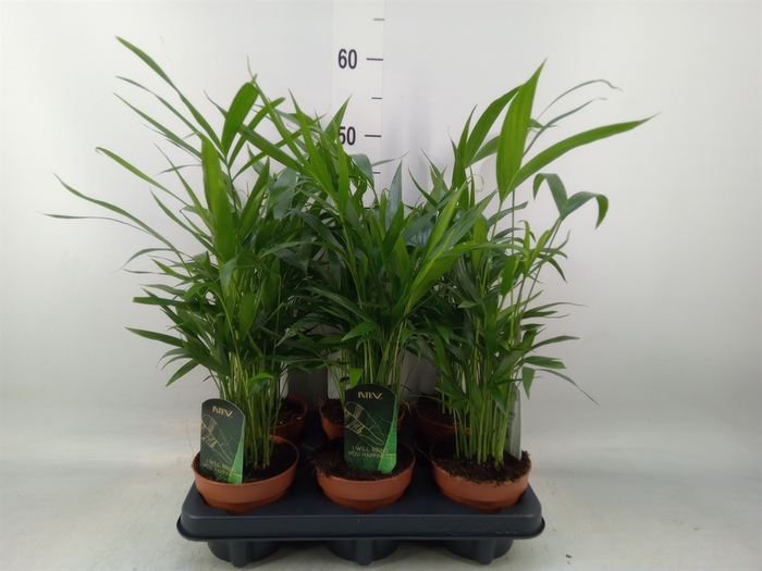 <h4>Chamaedorea cataractarum</h4>