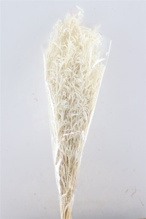 <h4>Pres Licopodium Long Bleached Bunch</h4>