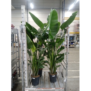 Strelitzia nicolai