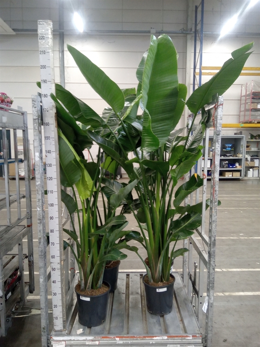 <h4>Strelitzia nicolai</h4>