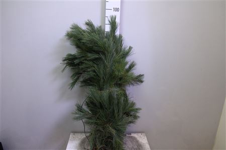 <h4>Pinus Strobus Bs</h4>
