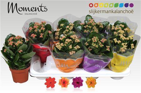 <h4>** Kal Ge Gem 4 Kl P12 * Spring Deal *</h4>
