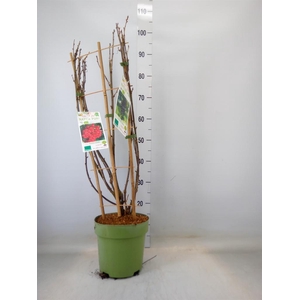 Fruitplanten   ...fruitheesters