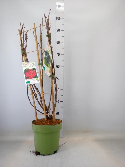 <h4>Fruitplanten   ...fruitheesters</h4>