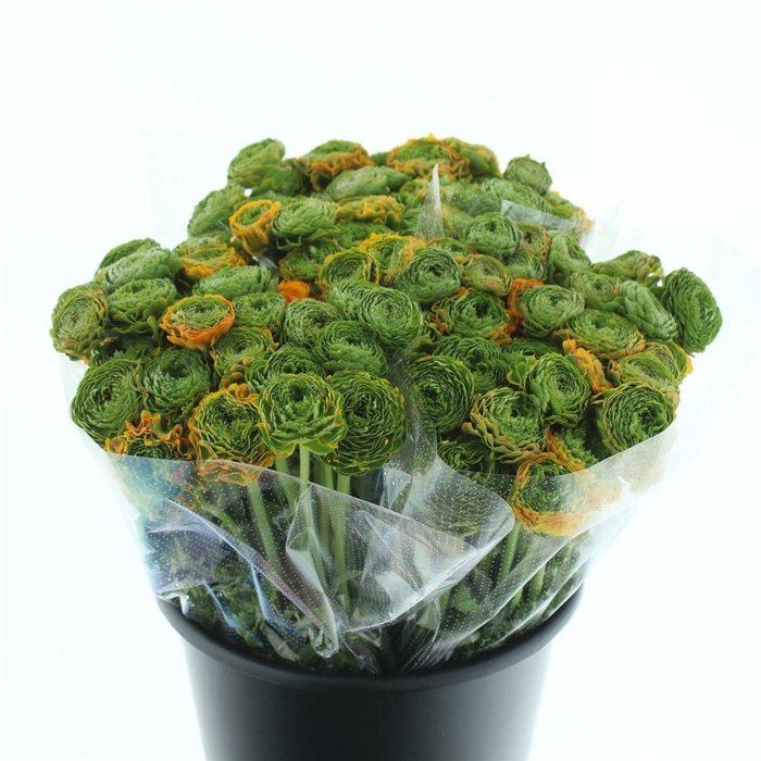 <h4>Ran Ponpon Merlino Orange Extra</h4>