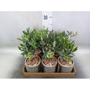 Arr.   Kamerplant Groen L%
