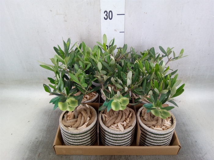 <h4>Arr.   Kamerplant Groen L%</h4>