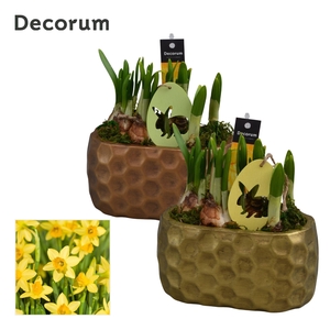 Narcis Rava HL15335 [YELLOW]