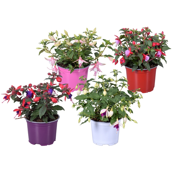 <h4>Fuchsia Bella gemengd mixkar</h4>