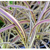 Cordyline australis 'Variegata'