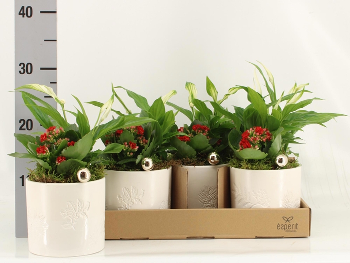 <h4>ARR KAMERPL</h4>