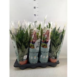 Spathiphyllum  'Sweet Curiosa'