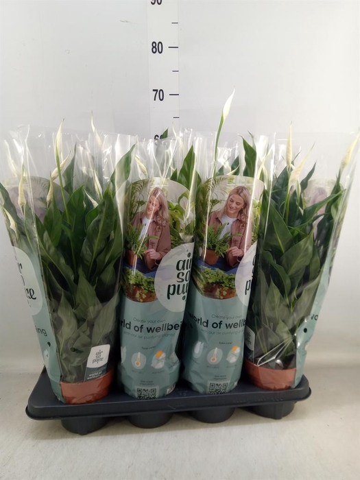 <h4>Spathiphyllum  'Sweet Curiosa'</h4>