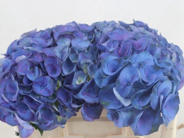 <h4>HYDR M ROY CROWN BL</h4>