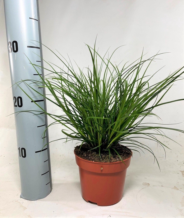 <h4>Carex brunnea p12</h4>