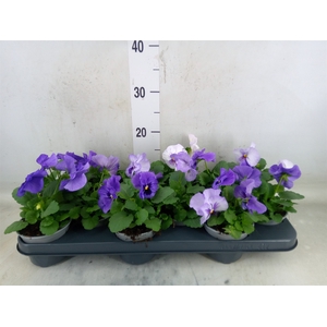 Viola wr. 'Delta Lavender Surprise'