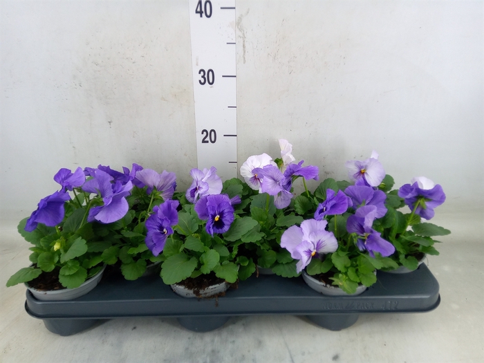 <h4>Viola wr. 'Delta Lavender Surprise'</h4>