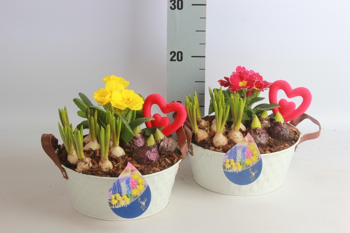 <h4>ARR TUINPLANTEN</h4>