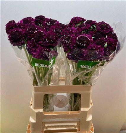 <h4>Scab At F Scoop D Pu</h4>