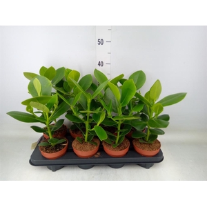 Clusia rosea 'Princess'