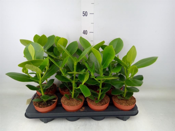 <h4>Clusia rosea 'Princess'</h4>