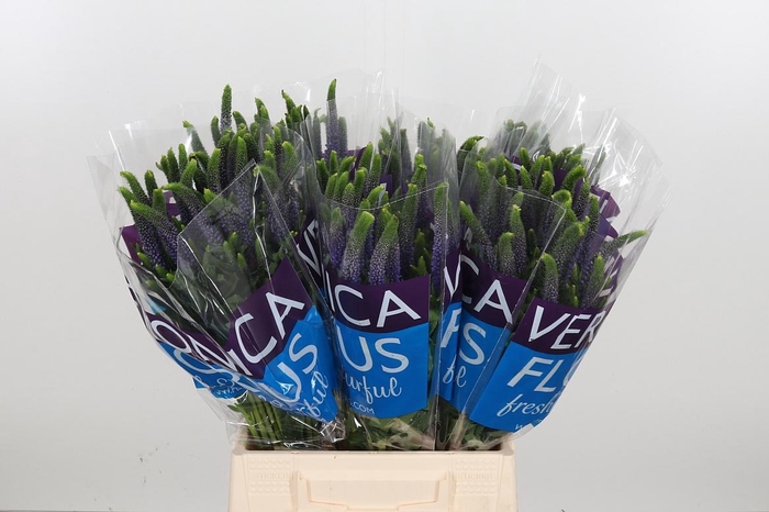 <h4>Veron Smart Diana</h4>