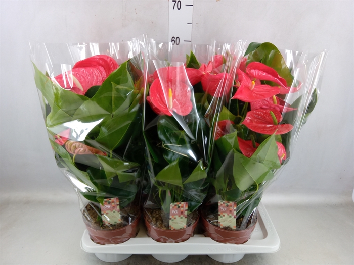 <h4>Anthurium andr. 'California'</h4>