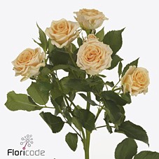 Rosa spray trinity