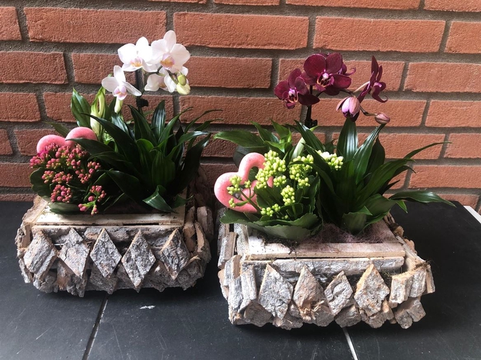 <h4>Arr (6) Phal Hout Vierkant Xl</h4>