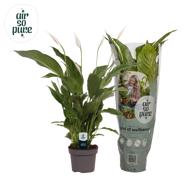 Spathiphyllum 13 cm Strauss Air So Pure