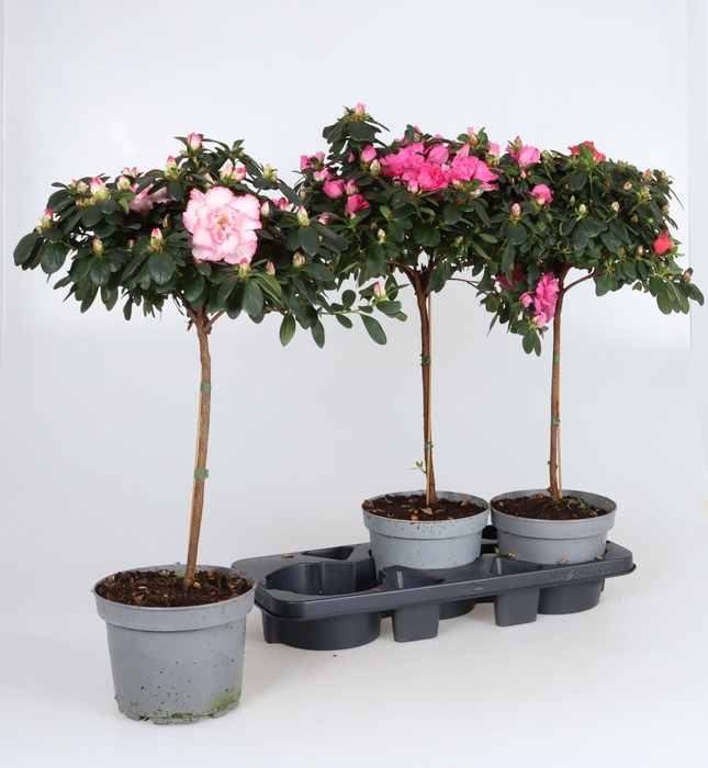 <h4>RHODO SI GEM</h4>